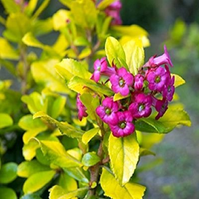 Escallonia "Gold Brian" - Photo by Krzysztof Golik (CC BY-SA 4.0)