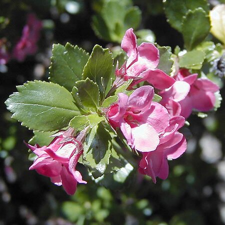 Escallonia Macrantha (3L pot)