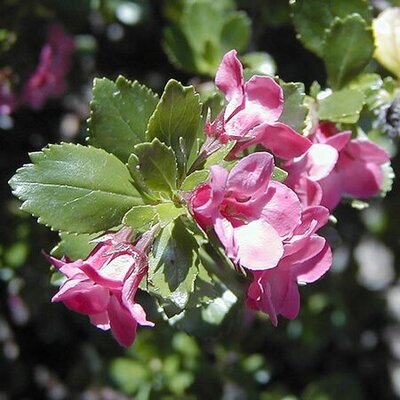 Escallonia Macrantha (3L pot)
