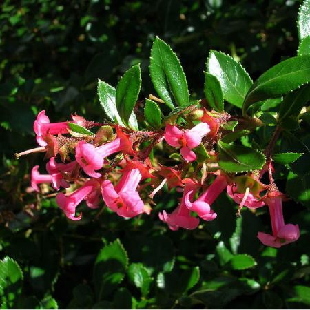 Escallonia 'Pink Elle' - Photo by Forest & Kim Starr (CC BY-SA 3.0)