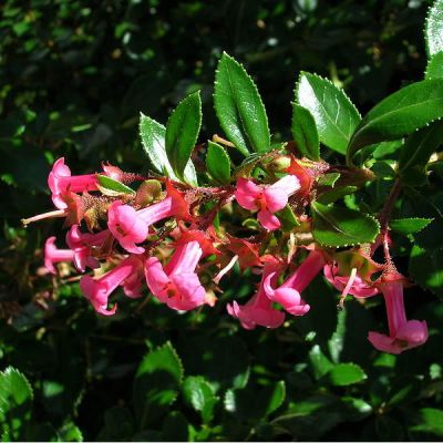 Escallonia 'Pink Elle' (3L pot)
