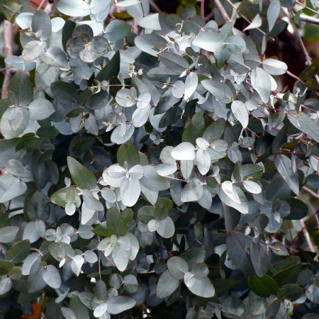 Eucalyptus gunnii (17cm pot)