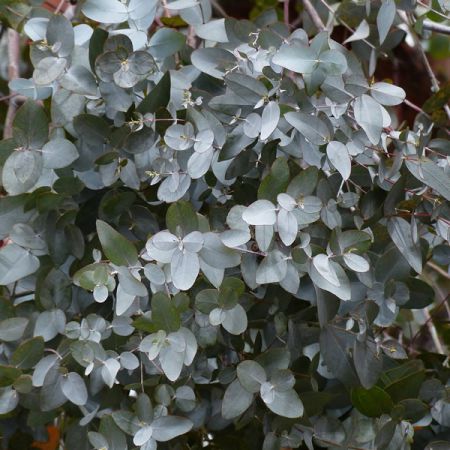 Eucalyptus Gunnii - Image by Hans Braxmeier from Pixabay