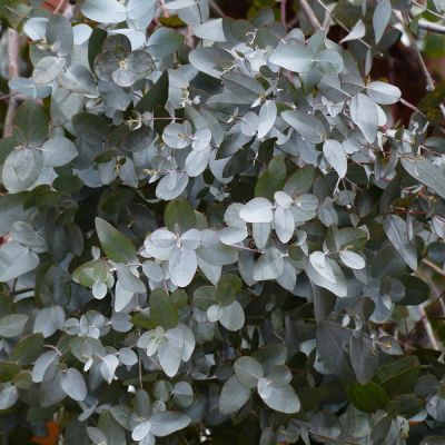 Eucalyptus Gunnii - Image by Hans Braxmeier from Pixabay