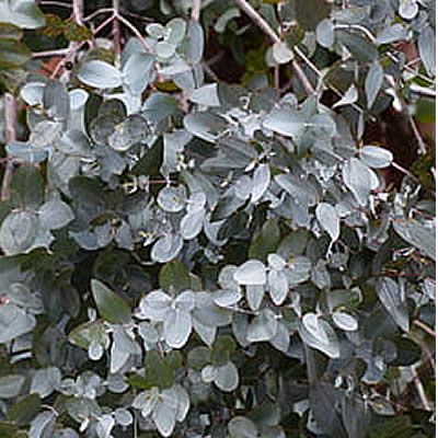 Eucalyptus Gunnii  - Image by Hans Braxmeier from Pixabay