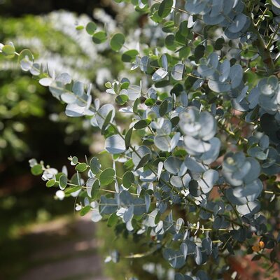 Eucalyptus gunnii Azura - Image by 피어나네 from Pixabay 
