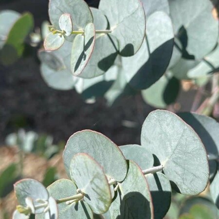 Eucalyptus gunnii 'Blaue Liebe' - Photo by David Hocken on Pl@ntnet (CC BY-SA 4.0)
