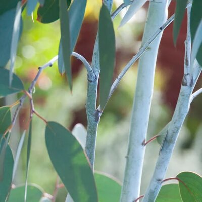Eucalyptus gunnii 'Blue Ice' - Public Domain Image