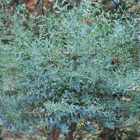 Eucalyptus gunnii France Blue' - Public Domain Image