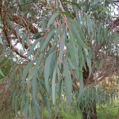 Eucalyptus Nicholii - Public Domain Image