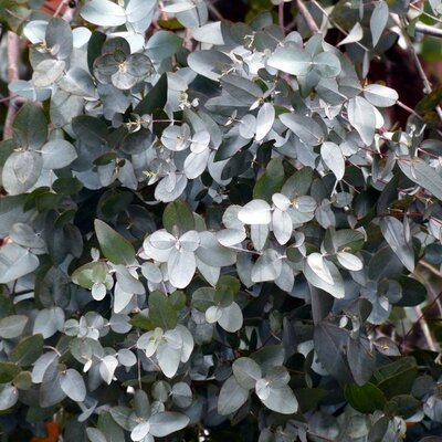 Eucalyptus 'Silver Dollar' - Image by Hans from Pixabay 