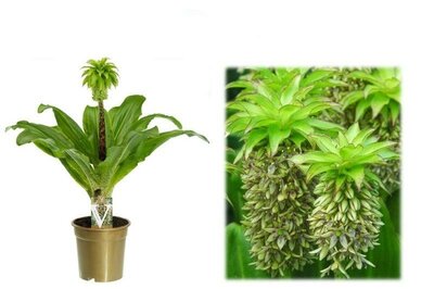 Eucomis bicolor (17cm pot)