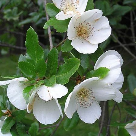 Eucryphia 'Nymansay' - Photo by ashley BALSAM (CC BY-SA 2.0)