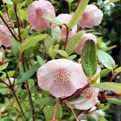 Eucryphia “Pink Cloud” - Public domain image