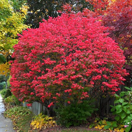Euonymus alatus - Photo by Mykola Swarnyk (CC BY-SA 3.0)