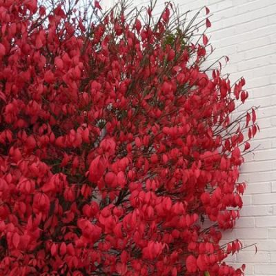 Euonymous alata Campacta - Image by cschikore from Pixabay 