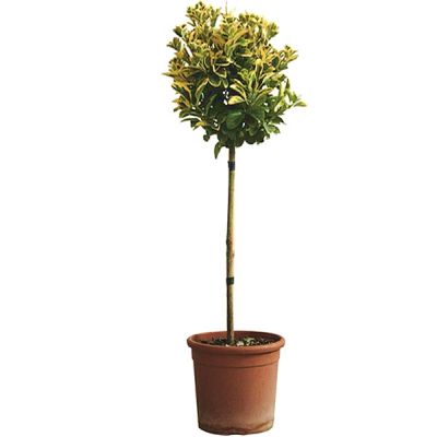 Euonymus Elegantissima 'Aureus'  Mini-Std (9L pot)