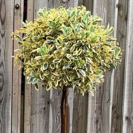 Euonymus Bravo (Half Standard)
