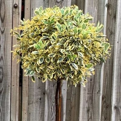 Euonymus Bravo (Half Standard)