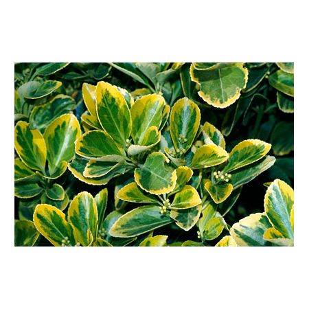 Euonymus Bravo (Half Standard 9L pot) - image 1