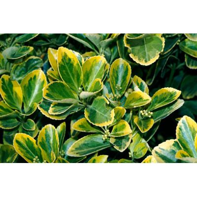 Euonymus Bravo (Half Standard 9L pot) - image 1