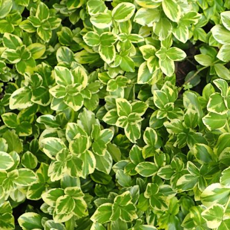 Euonymus – Canadale Gold - Photo by Krzysztof Ziarnek, Kenraiz (CC BY-SA 4.0)