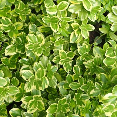 Euonymus – Canadale Gold - Photo by Krzysztof Ziarnek, Kenraiz (CC BY-SA 4.0)