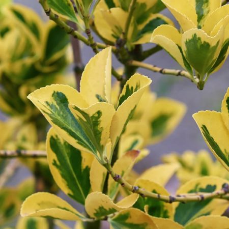 Euonymus fortunei 'Canadale Gold' - Image by Manfred Richter from Pixabay 