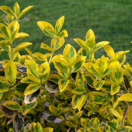 Euonymus Emerald n Gold - Photo by Opiola Jerzy (GDFL)