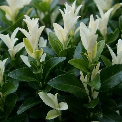 Euonymus 'Extravaganza' (2L pot)