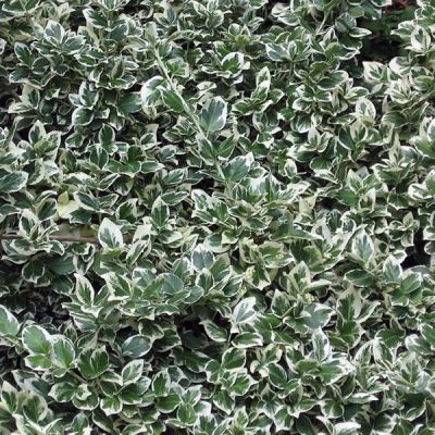 Euonymus 'Emerald Gaiety' (2L pot)