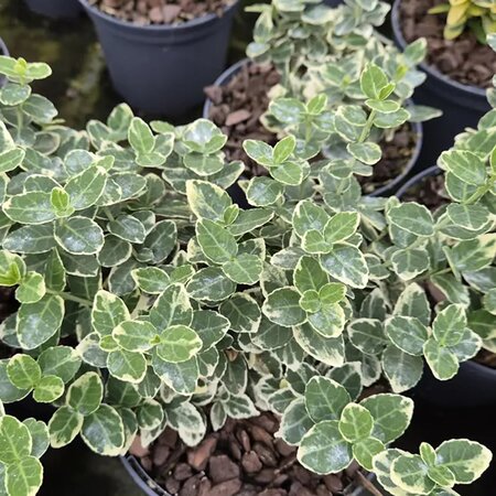 Euonymus fortunii 'Emerald Gaiety' (1L pot) - Image courtesy of Tully Nurseries