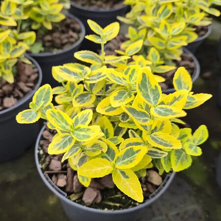 Euonymus fortunii 'Emerald n Gold' (1L pot) - Image courtesy of Tully Nurseries