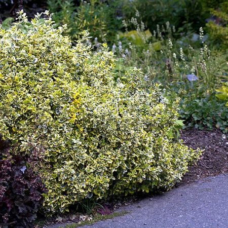 Euonymus 'Emerald 'n Gold' - Photo by Averater (CC BY-SA 3.0)