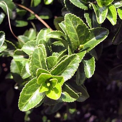 Euonymus “Green Spire” - Photo by David J. Stang (CC BY-SA 4.0)