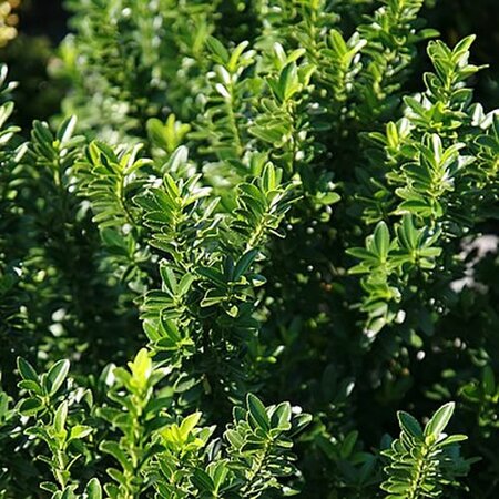 Euonymus Jap. Greenspire - Photo by David J. Stang (CC BY-SA 4.0)