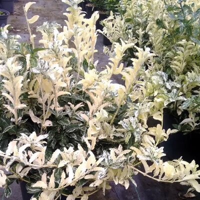 Euonymus 'Harlequin' - Image courtesy of Tully Nurseries