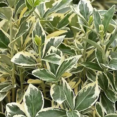 Euonymus 'Bravo' - Public Domain Image under fair use