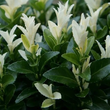 Euonymus 'Extravaganza' - Public Domain Image