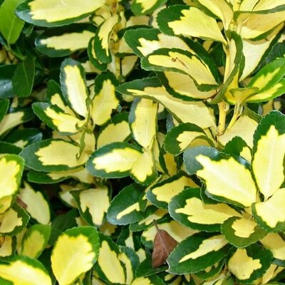 Euonymus Japonicus 'Aureus' - Public image here under fair use