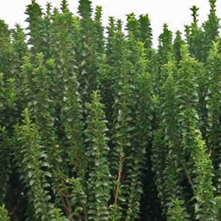 Euonymus Japonicus 'Benkomasaki' - Public image here under fair use