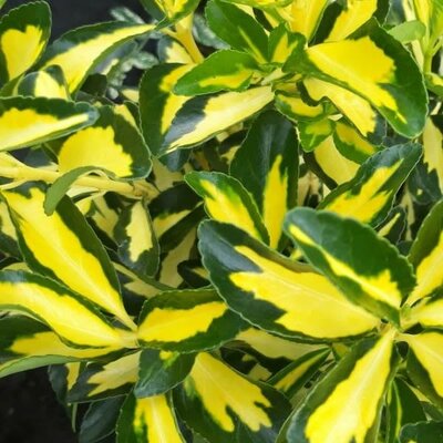 Euonymus Japonicus 'Luna' - Public image here under fair use