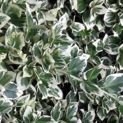Euonymus "Kathy" - Photo by Leonora (Ellie) Enking (CC BY-SA 2.0)