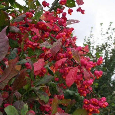 Euonymus 'Red Cascade' - Photo by Chris geograph.org (CC BY-SA 2.0)
