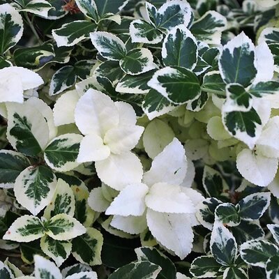 Euonymus “Silver Queen” - Photo by Agnieszka Kwiecień, Nova (CC BY-SA 4.0)