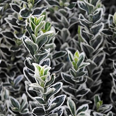 Euonymus White Spire - Photo by Andy Mabbet (CC BY-SA 4.0)