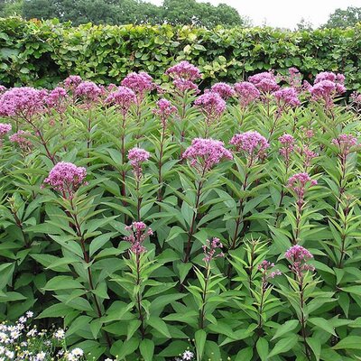 Eupatorium 'Atropurpureum - Photo by A. Barra (CC BY-SA 4.0)