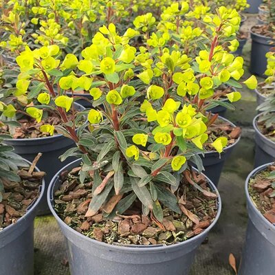 Euphorbia 'Ascot Petite' - Image courtesy of Tully Nurseries