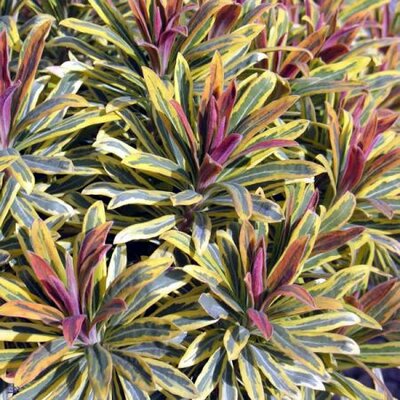 EUPHORBIA Ascot Rainbow - Photo by Stephanie Falzone