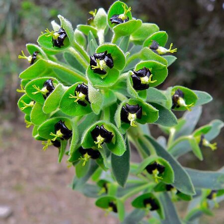 Euphorbia 'Black Pearl' - Photo by Bernard DUPONT (Cc BY-SA 2.0)